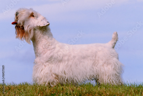 sealyham terrier adulte debout de profil. fier, detente photo