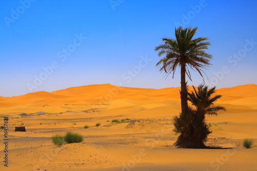 palm tree on Sahara desert  Erg Chebbi  Morocco 