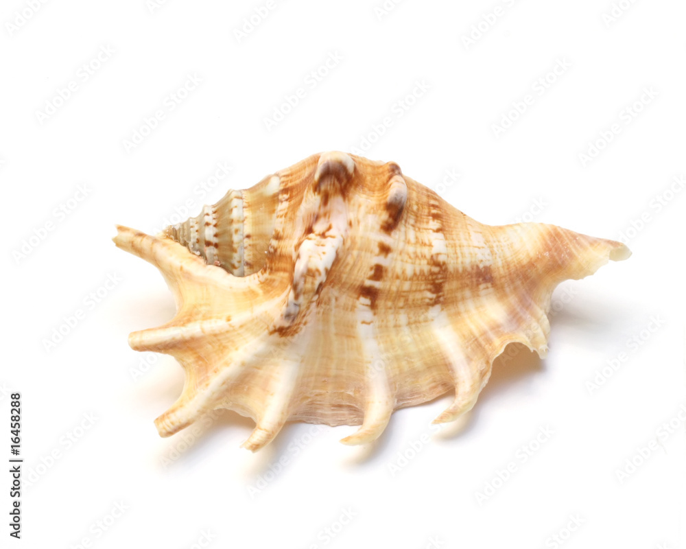 sea cockleshell sea cockleshell