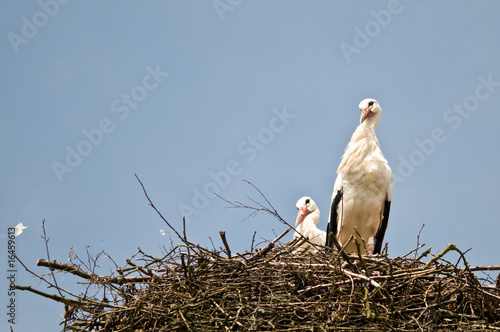 Storch im Nest