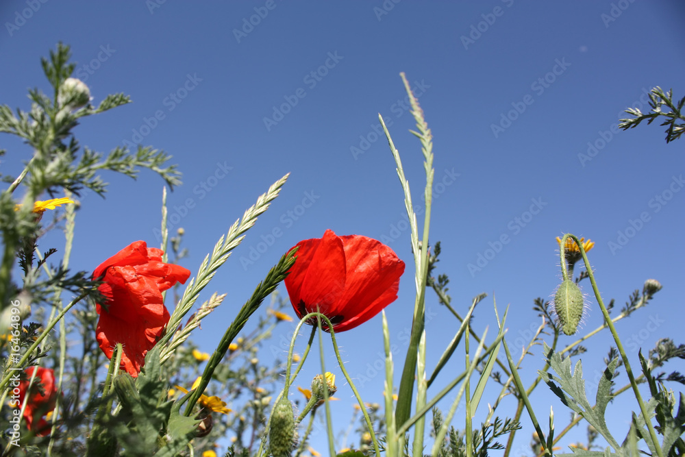 Obraz premium Wild Flowers