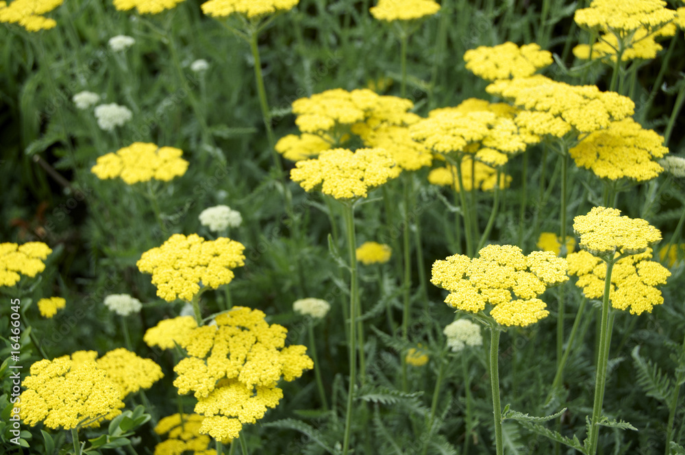Achillea Achillea