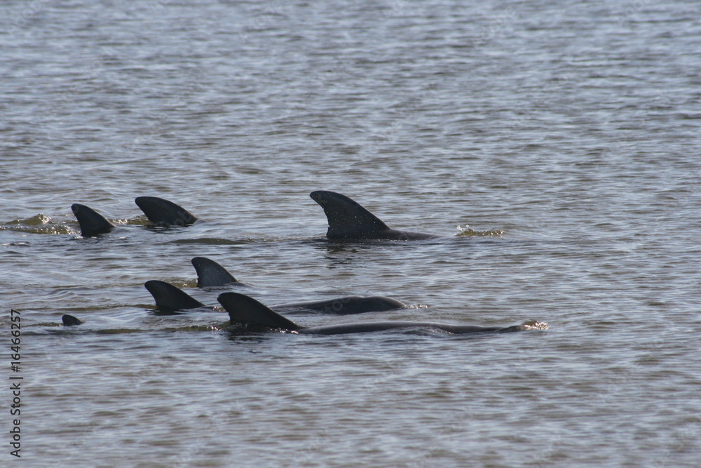 Fototapeta premium Delphine