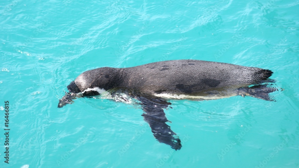 Obraz premium Penguin swimming