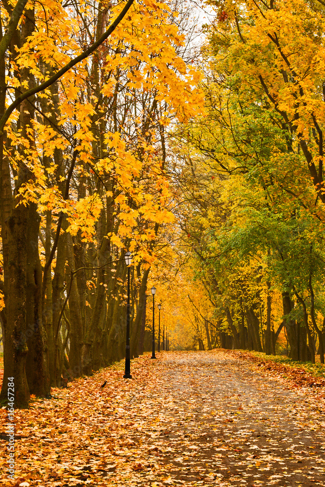 Obraz premium Autumn colors