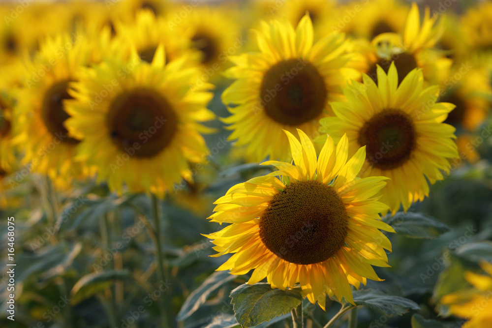 Naklejka premium Sonnenblumen im Gegenlicht - Helianthus annuus