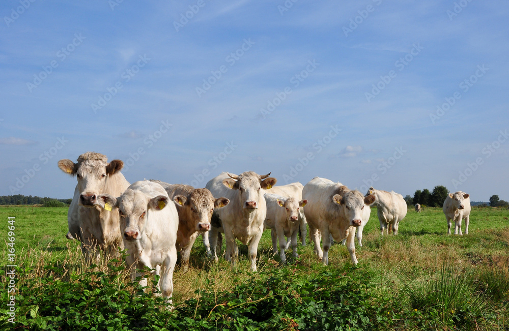 Kühe, Rinder auf der Weide unter blauen Himmel schauen neugierig Kühe, Rinder auf der Weide unter blauen Himmel schauen neugierig