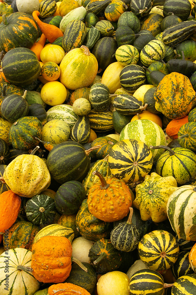 Various kinds of pumpkins
