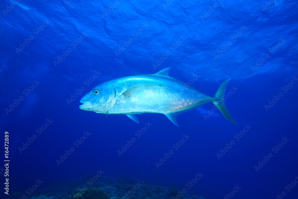 Yellow-dotted Trevally (Carangoides fulvoguttatus) Yellow-dotted Trevally (Carangoides fulvoguttatus)