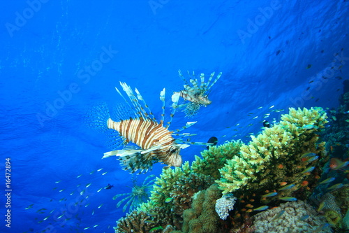 Lionfish hunting over a coral outcrop