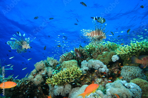Coral Reef and a variety of tropical fish