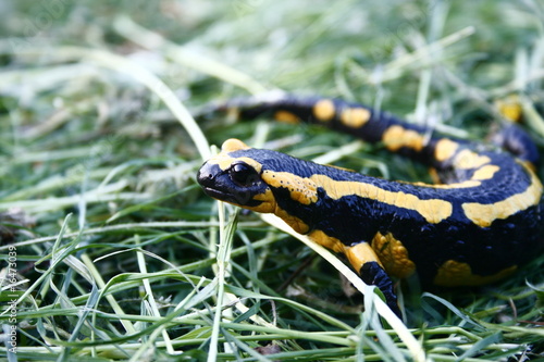 Salamander photo