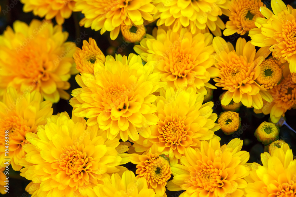 Fototapeta premium Yellow chrysanthemum