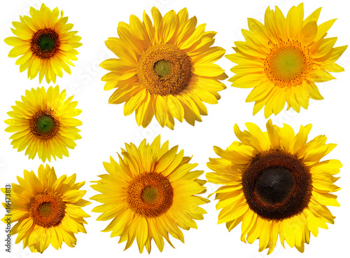 Sunflower Set