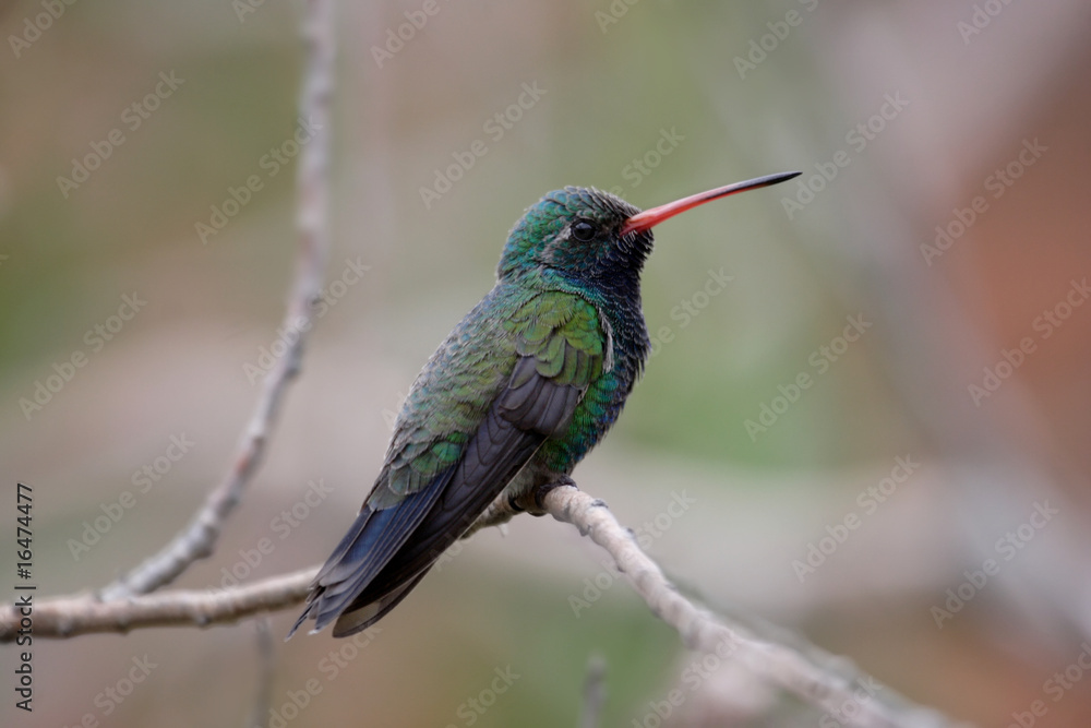 Obraz premium Broad-billed Hummingbird (Cynanthus latirostris)