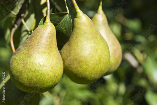 Bosc Pears on the Tree