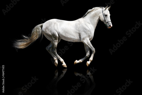 silver-white stallion galloping © Mari_art