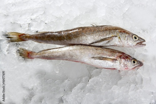 two hake fish  on ice