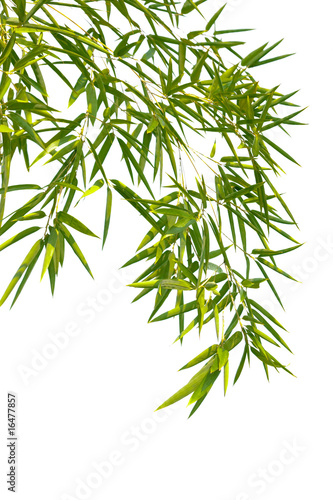 Plakat bambus natura drzewa wzór