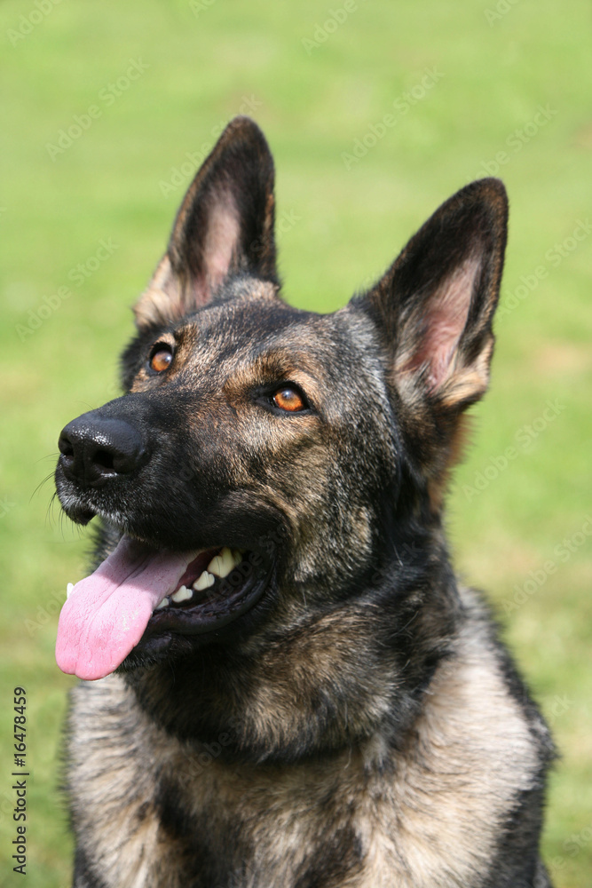 German Shepherd