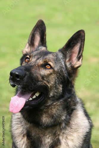 German Shepherd