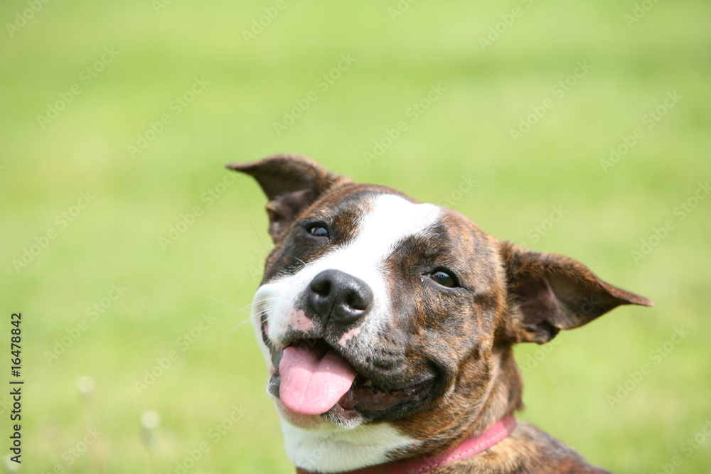 Staffordshire Bull Terrier