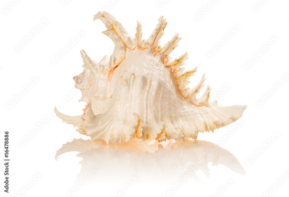 Shell Shell