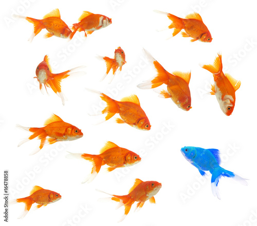 a group of goldfishes with an alien inside