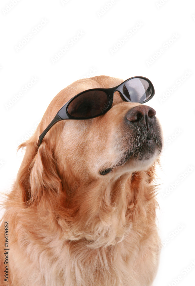 chien star et lunettes de soleil