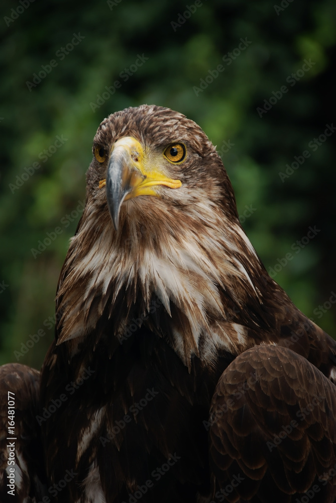 Obraz premium Bald Eagle