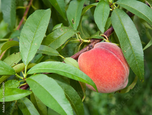 Peach Growing on a Tree