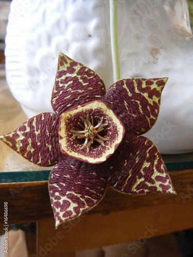 stapelia