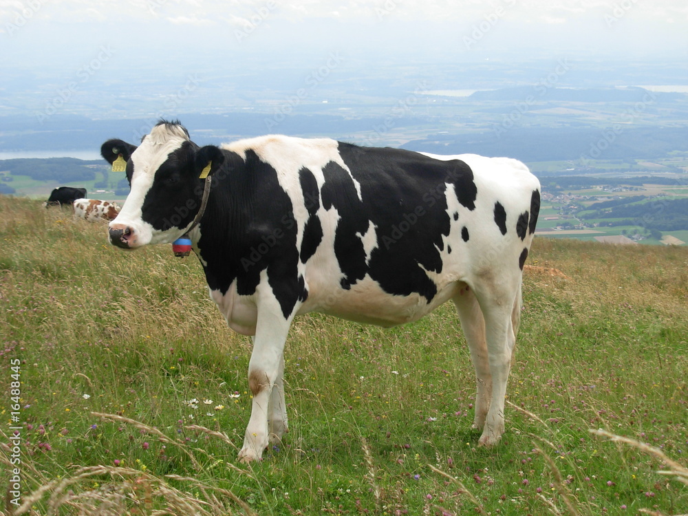 Freiburgerkuh Freiburgerkuh