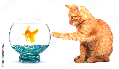 Goldfish and cat