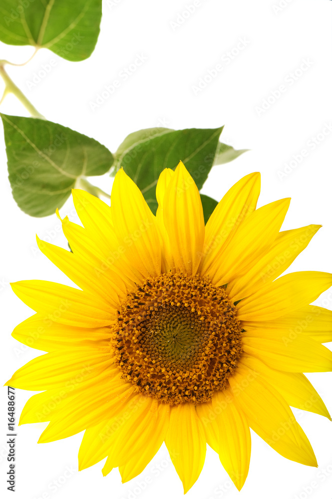 Fototapeta premium sunflower isolated