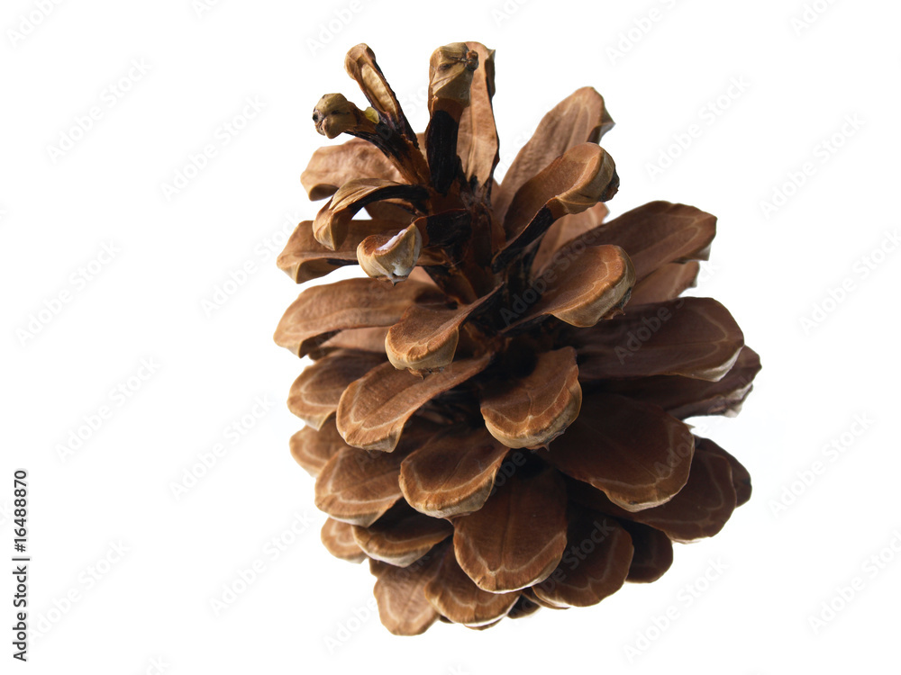 Pinecone Pinecone