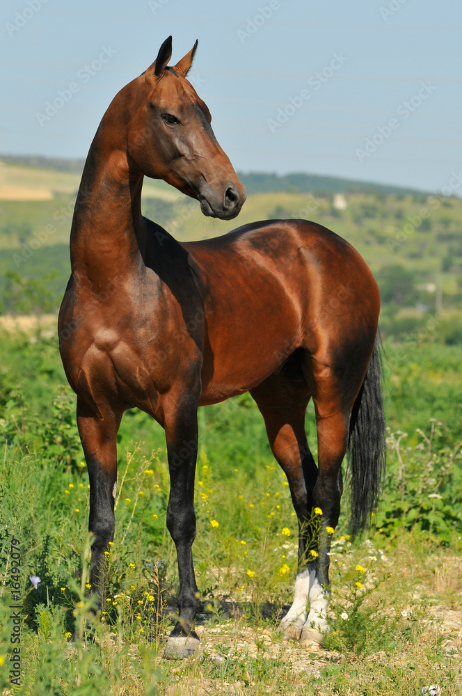 portrait of beautiful bay Akhal-Teke stallion portrait of beautiful bay Akhal-Teke stallion
