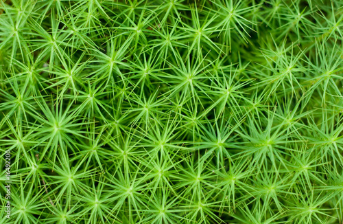 Green moss in close up, natural texture