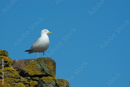 seagull on stone
