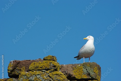 seagull on stone