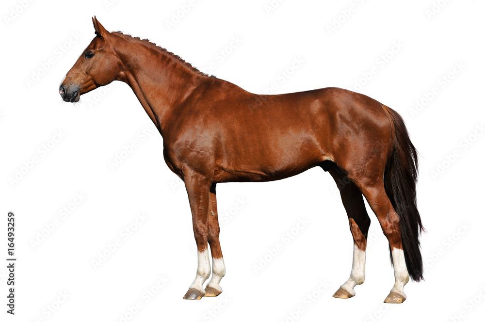Naklejka premium red horse isolated on the white background