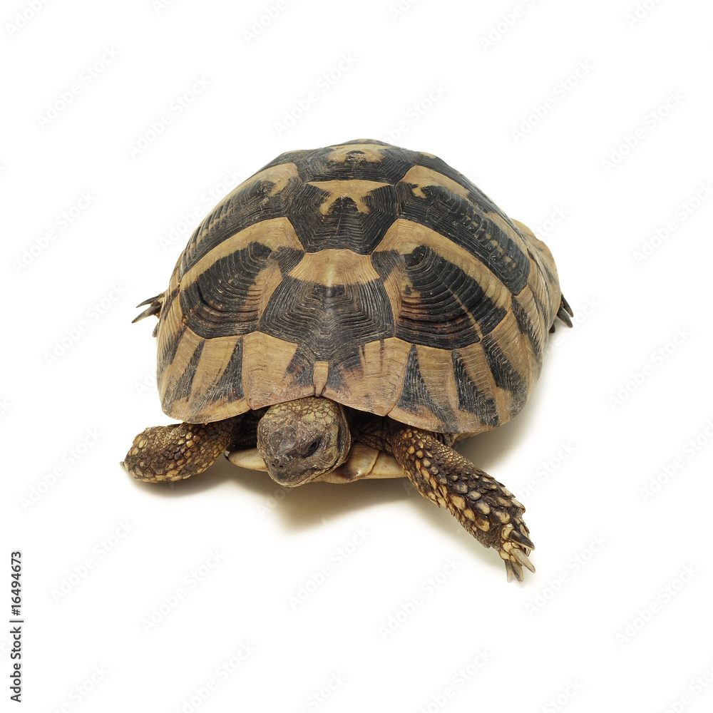 Obraz premium turtle isolated