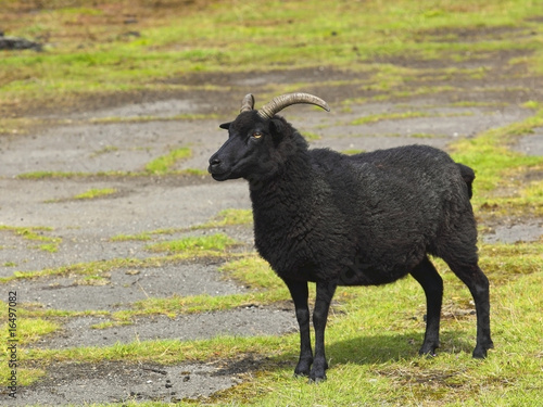 hebridean sheep photo