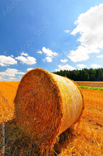 A field in southwestern Germany, early autumn