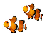 Tropical reef fish - Clownfish (Amphiprion ocellaris)