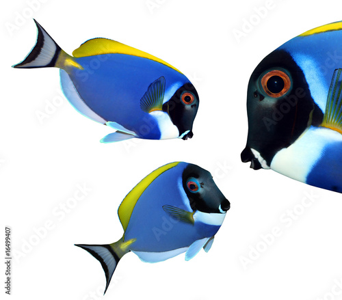 Tropical reef fish - Surgeonfish - Zebrasoma