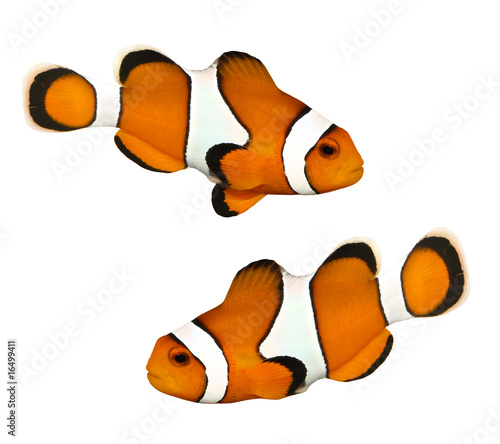 Photo Tropical reef fish - Clownfish (Amphiprion ocellaris)