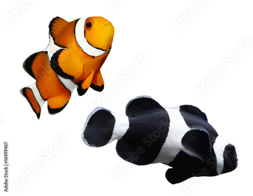 Foto Tropical reef fish - Clownfish (Amphiprion ocellaris)