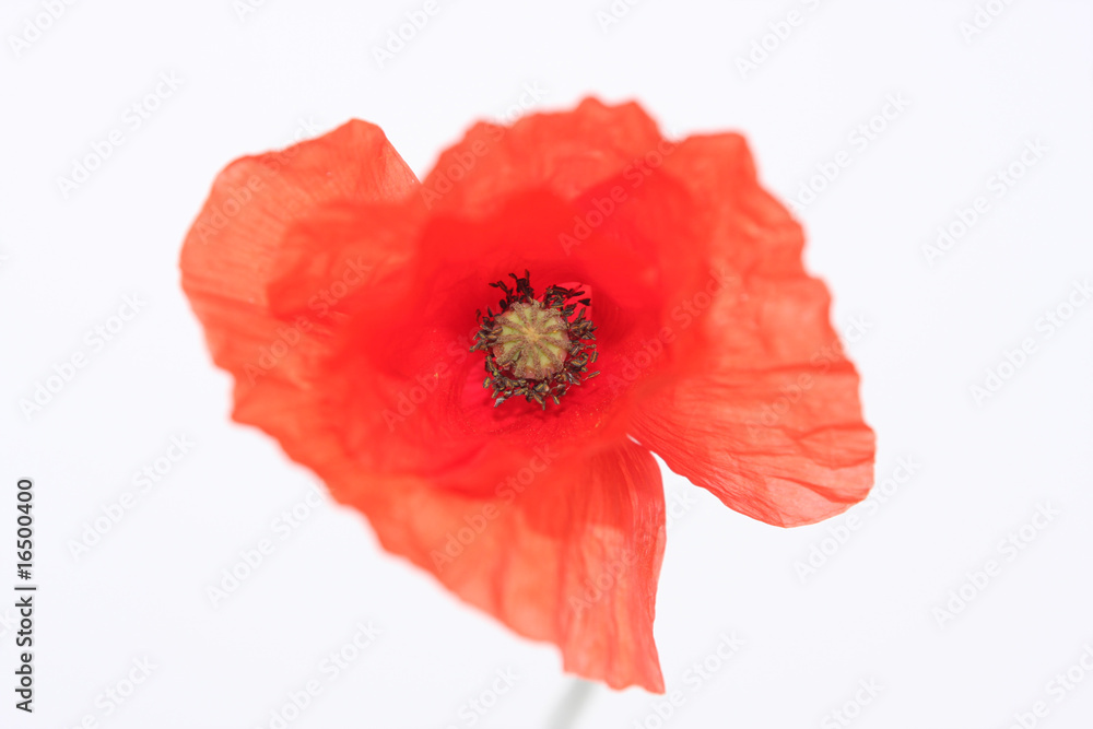 Coquelicot 1 Coquelicot 1