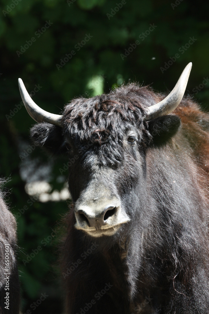 Naklejka premium Yak